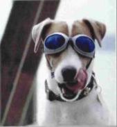 Brille,  Hundebrille, Schutzbrille gegen Schneeblindheit und Bindehautentzündung